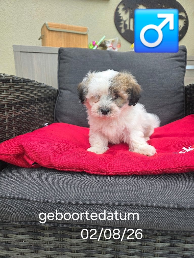 mooie havanezer pups, Dieren en Toebehoren, België, Maltezer, CDV (hondenziekte), 8 tot 15 weken