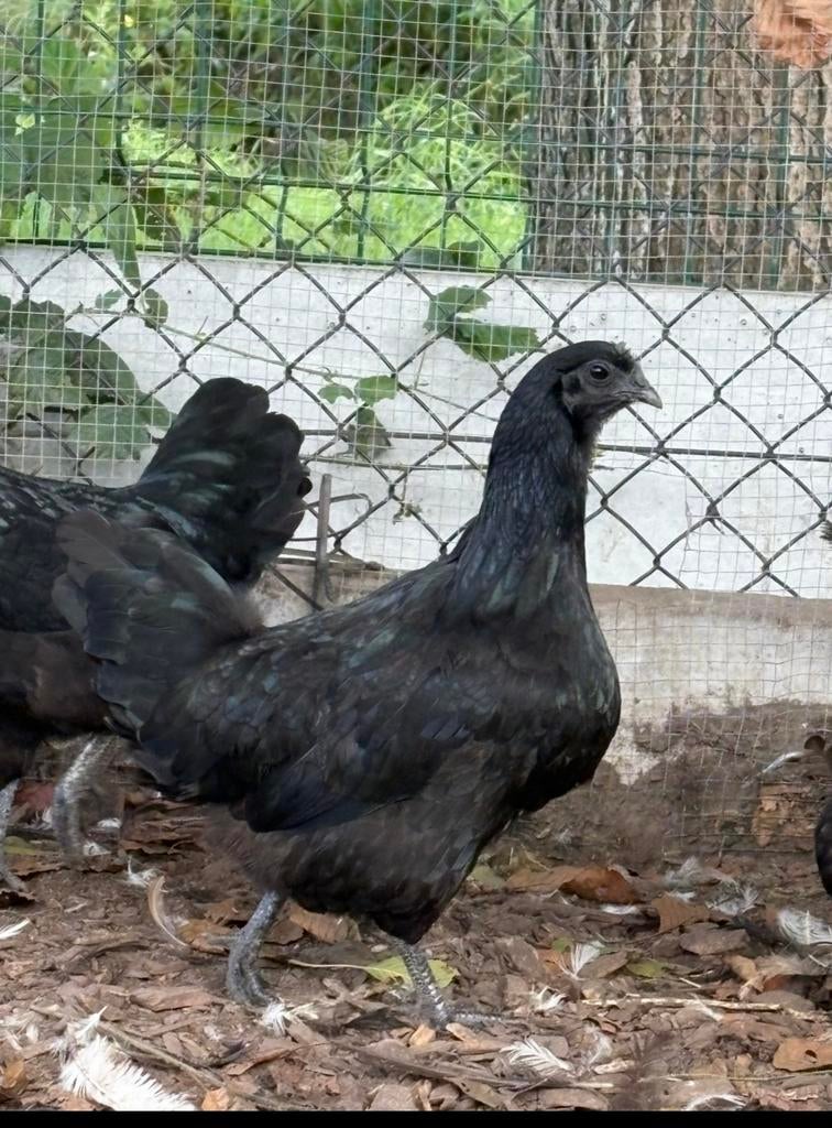Broedeieren ayam cemani, Dieren en Toebehoren, Pluimvee, Geslacht onbekend, Kip