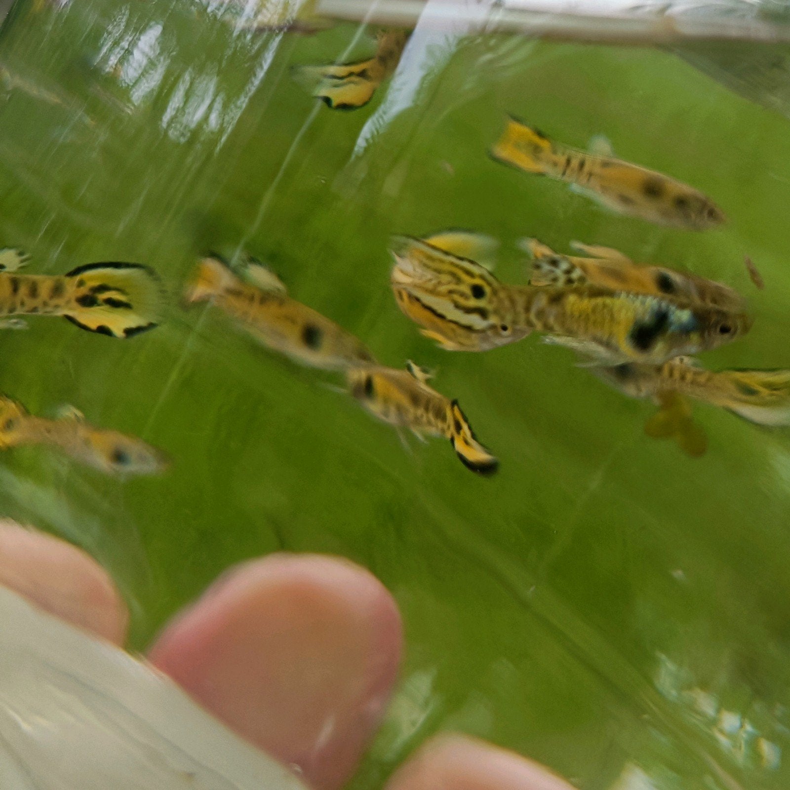 endler Yellow Leopard (tiger), Dieren en Toebehoren