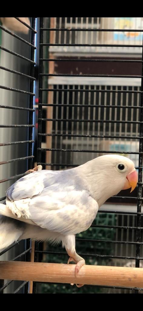 Bonte opalkn / yf  fischerie, Dieren en Toebehoren