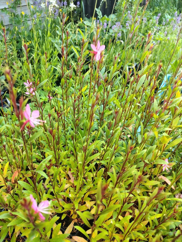 Gaura Short Form (Prachtkaars) P9, Tuin en Terras, Ophalen, Vaste plant