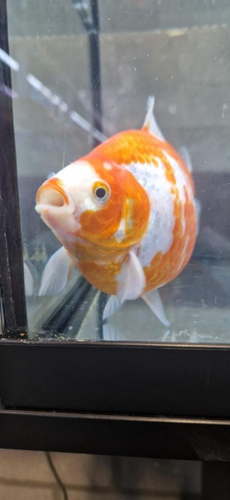 20 stuks Tamasaba goudvissen, Animaux & Accessoires, Poissons | Poissons d'étang, Poisson(s) rouge(s)