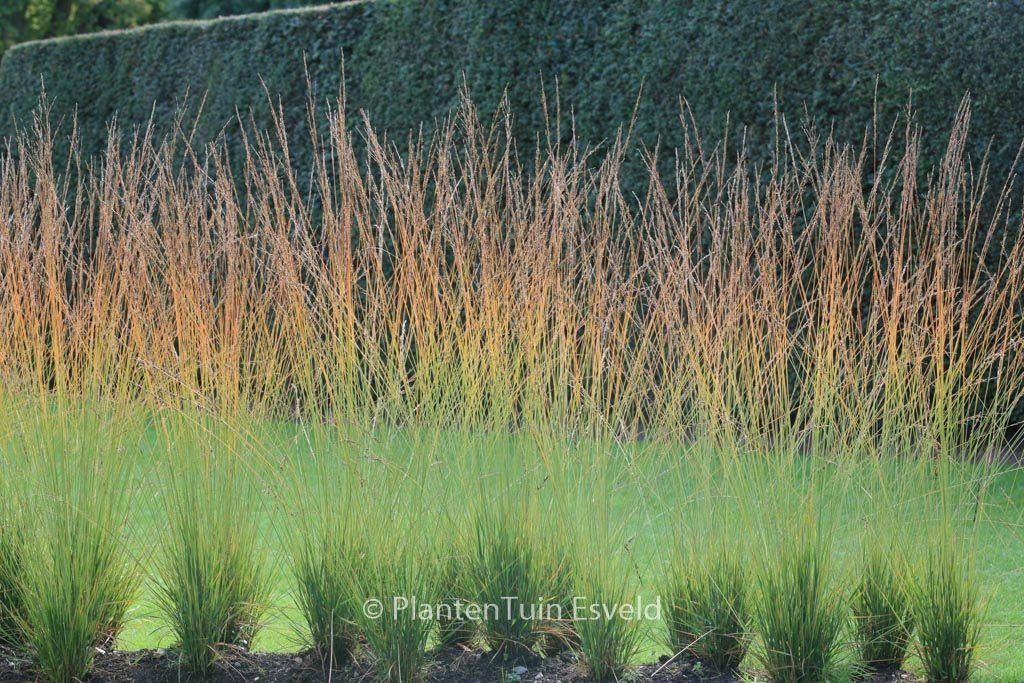 8 x molinia heidebraut in 3 literpot grote planten, Tuin en Terras, Planten | Tuinplanten, Ophalen
