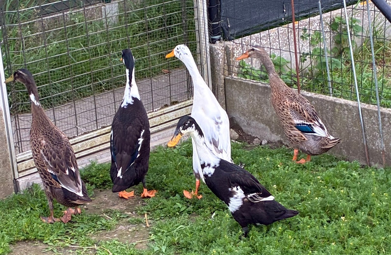 Indische loopeenden, Dieren en Toebehoren, Pluimvee, Meerdere dieren, Eend