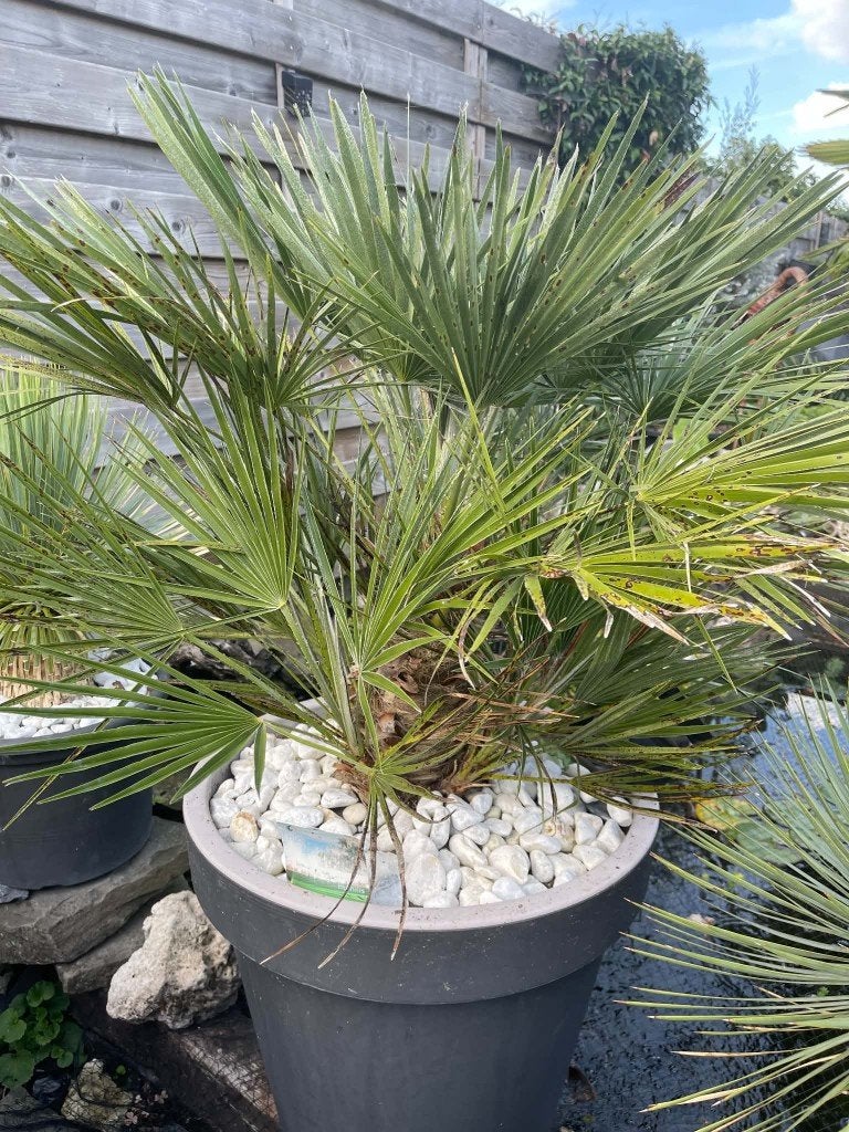 Humilis palm met pot 1m20 hoog, Tuin en Terras, 100 tot 250 cm, Zomer, Palmboom, Ophalen
