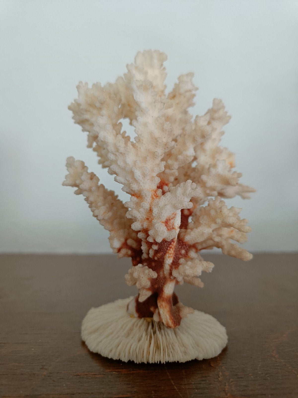 Arbre de corail décoratif sur base en éponge., Enlèvement ou Envoi, Fossile