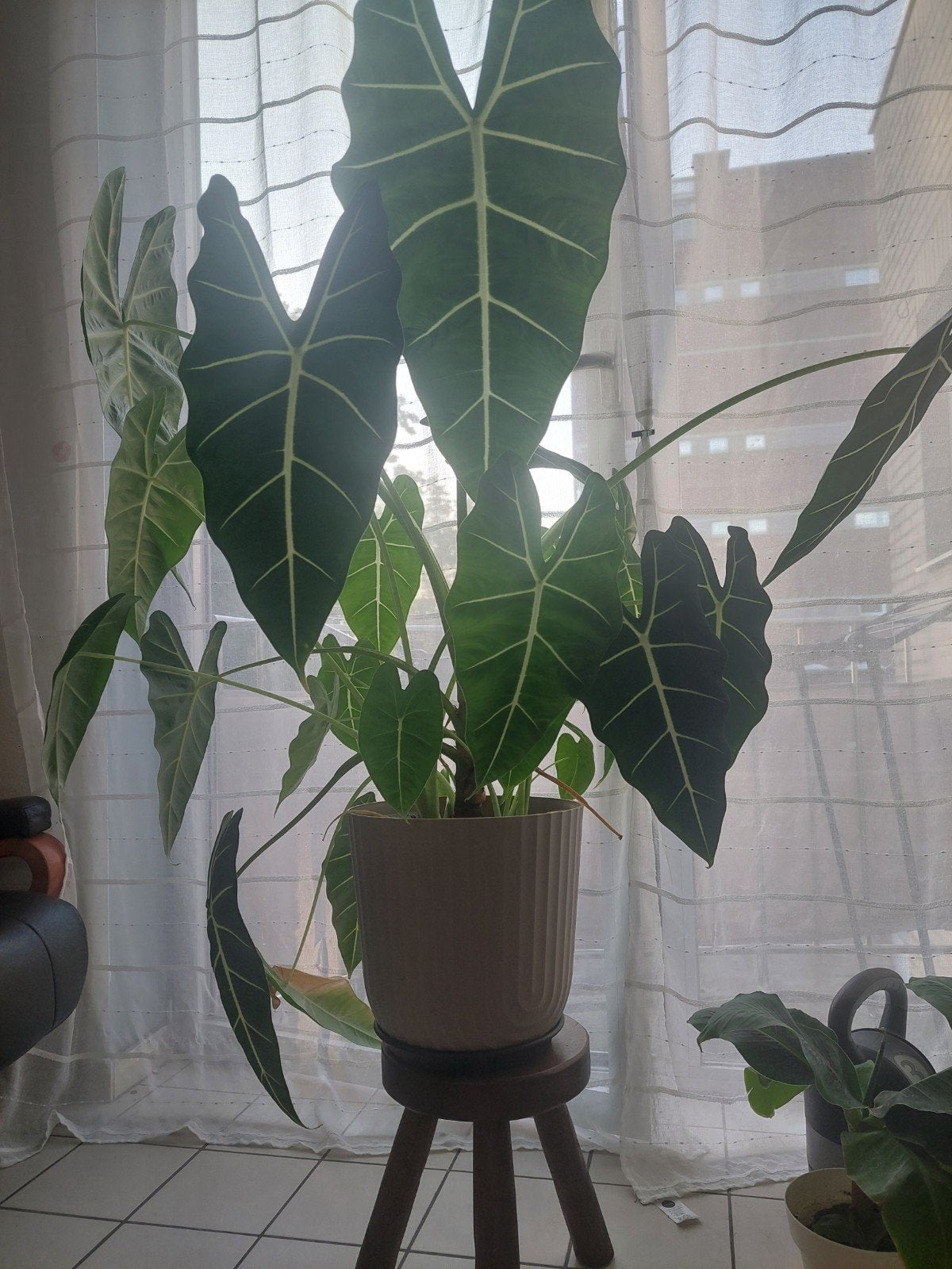 Green Velvet Alocasia "OLIFANTSOOR"!!, Huis en Inrichting, Kamerplanten, Ophalen of Verzenden