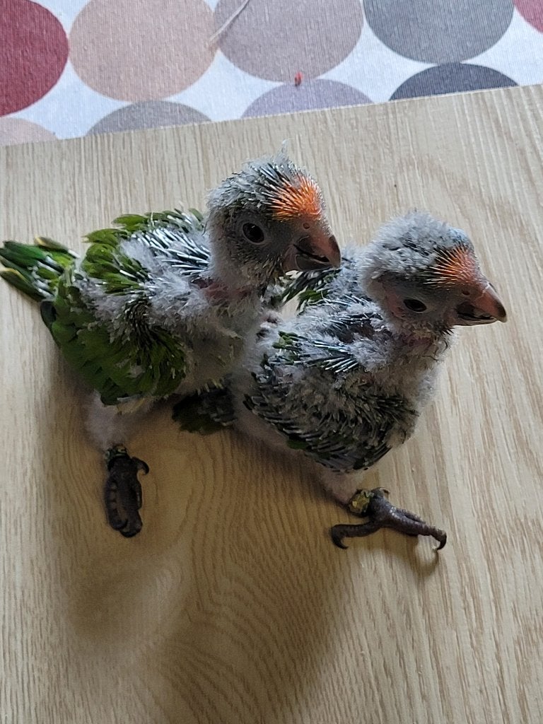 Bébés conure à tête couronnée, Animaux & Accessoires, Oiseaux | Perruches & Perroquets, Sexe inconnu, Perroquet nain ou Inséparable