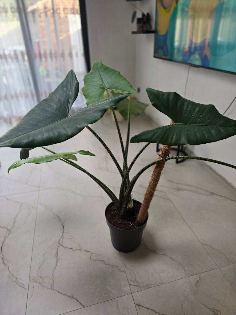 Plante d intérieur, Autres espèces, Enlèvement, 100 à 150 cm, Plante verte
