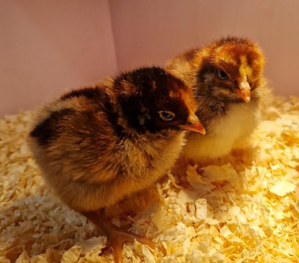 Barnevelder kuikens, Dieren en Toebehoren, Pluimvee