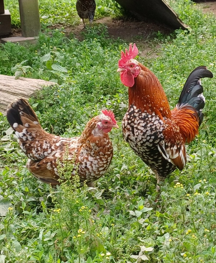 Poules et coqs Tournaisis, Animaux & Accessoires, Plusieurs animaux, Poule ou poulet