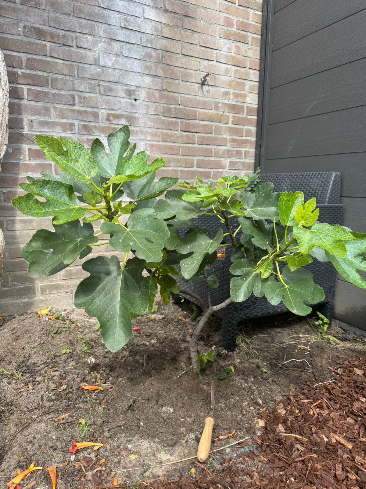 Jonge vijgenboom, Tuin en Terras, Ophalen