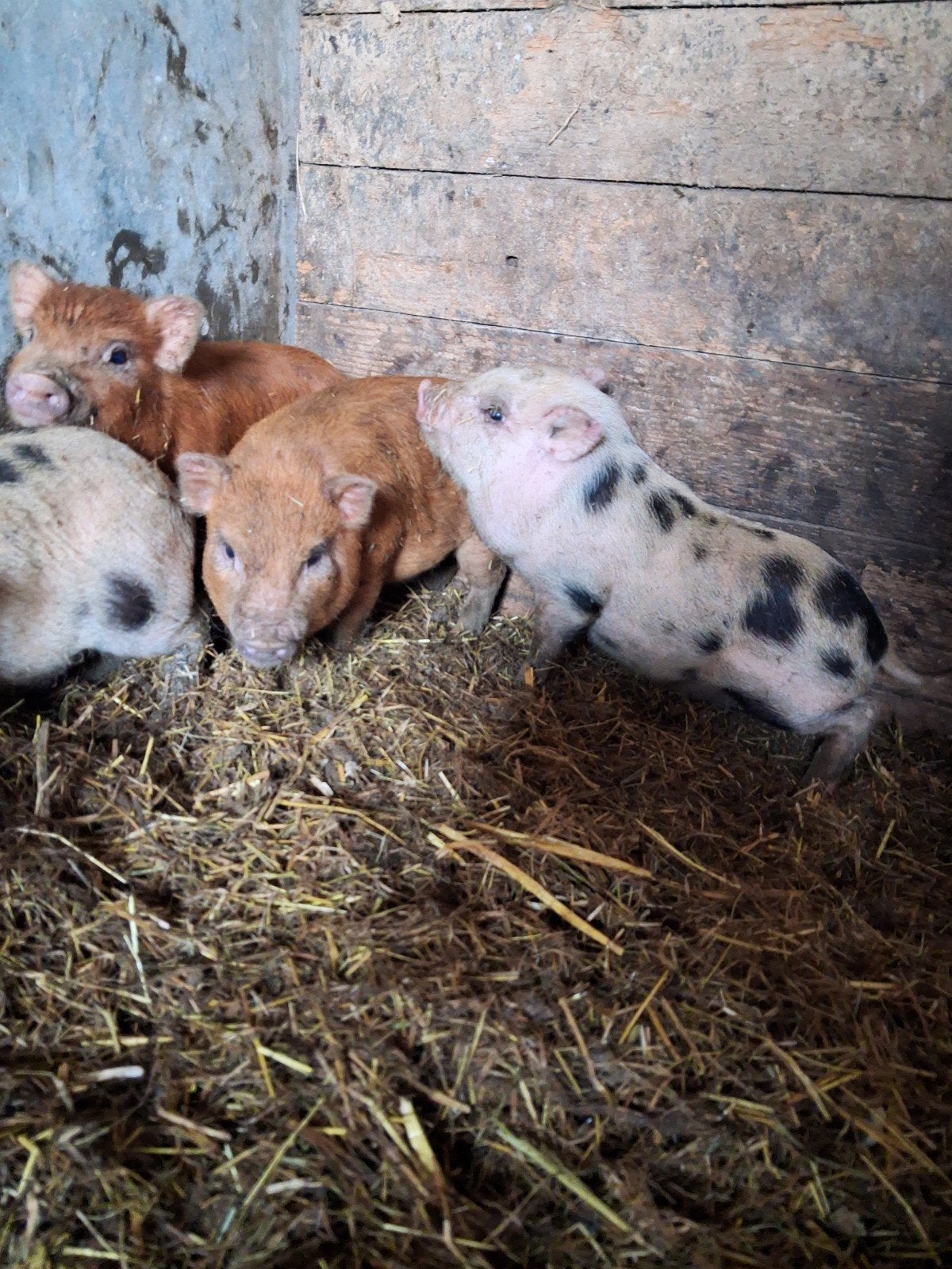Minivarkens, Meerdere dieren, Varken