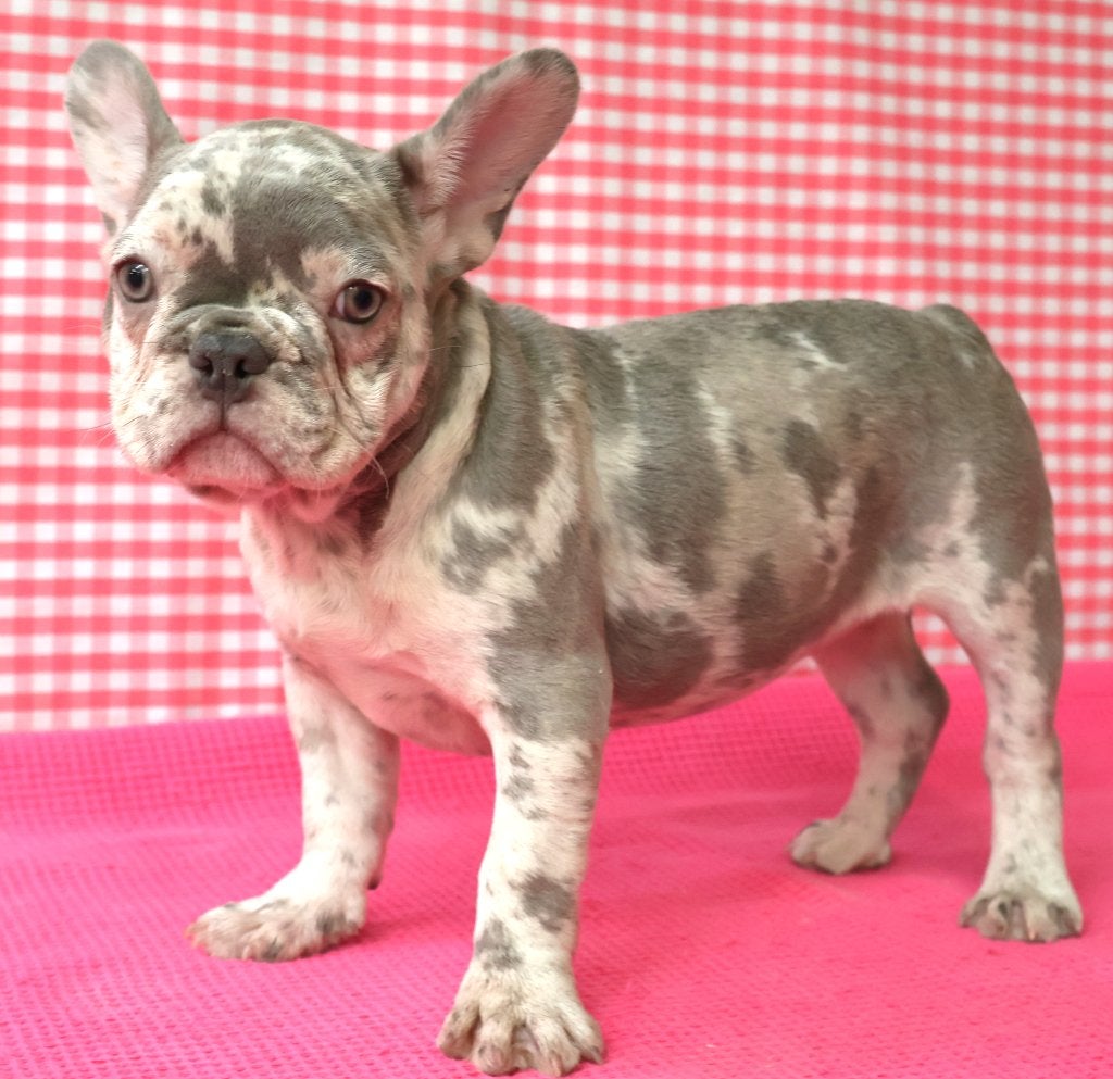 Super leuke Franse Bulldog pups!, 15 weken tot 1 jaar, Buitenland, Meerdere, Meerdere dieren
