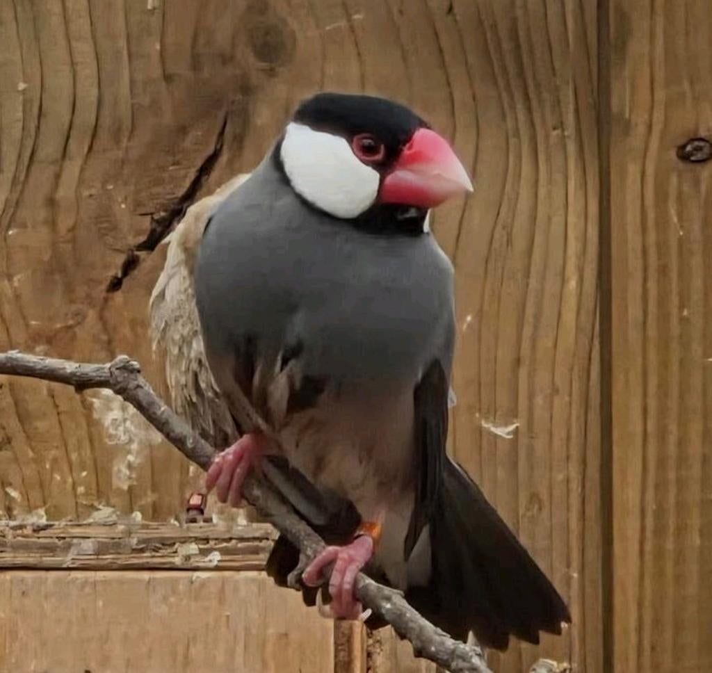 Koppel Rijstvinken + man, Dieren en Toebehoren, Vogels | Overige Vogels, Meerdere dieren, Wildzangvogel