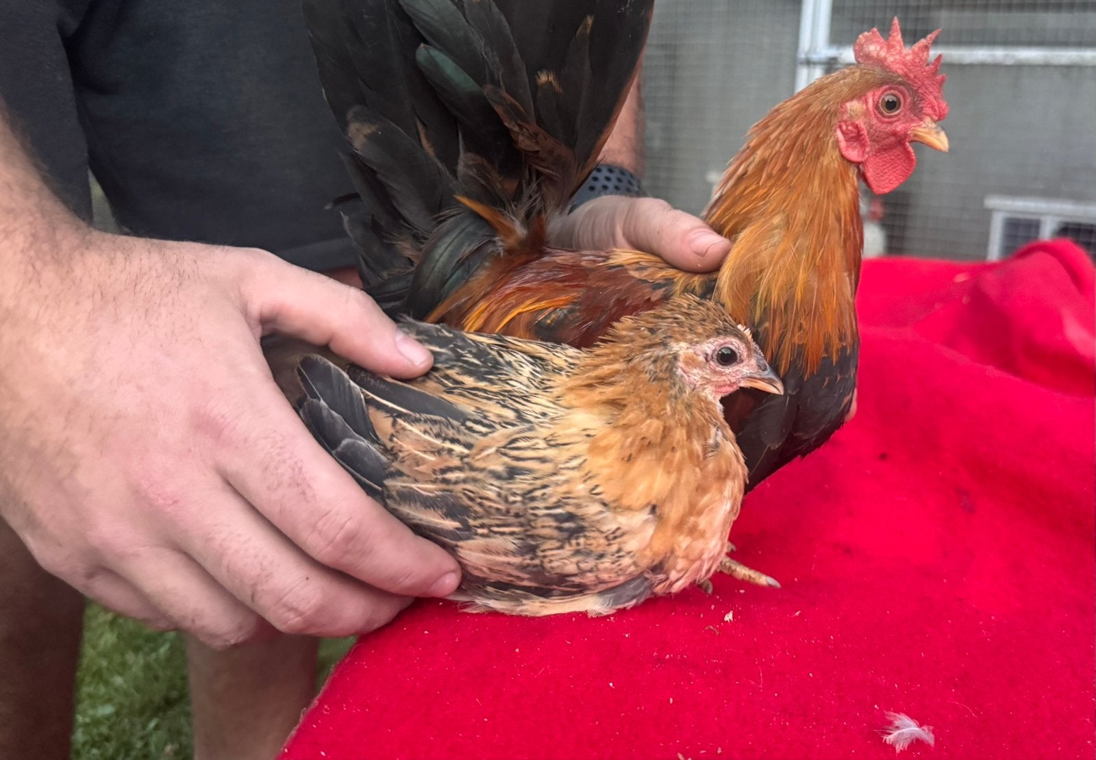 Serama koppel (EU), Dieren en Toebehoren