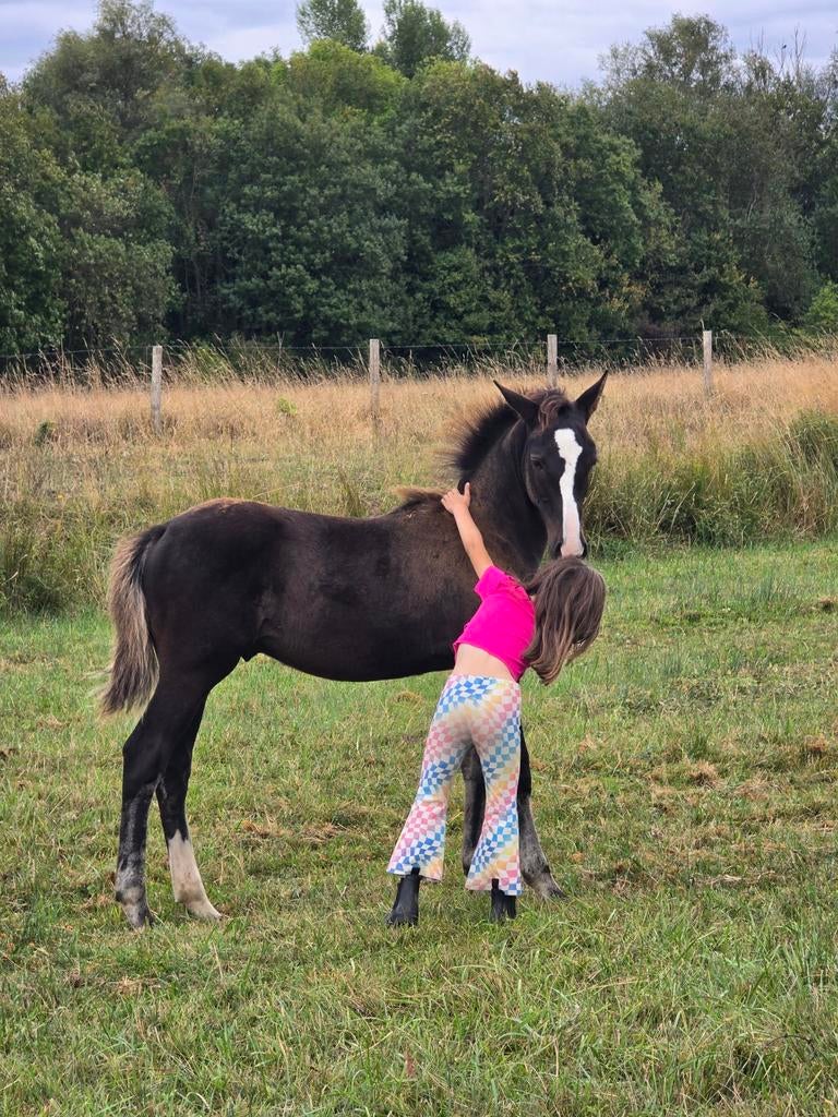 2 jaarlingen hengst en merrie, Hengst