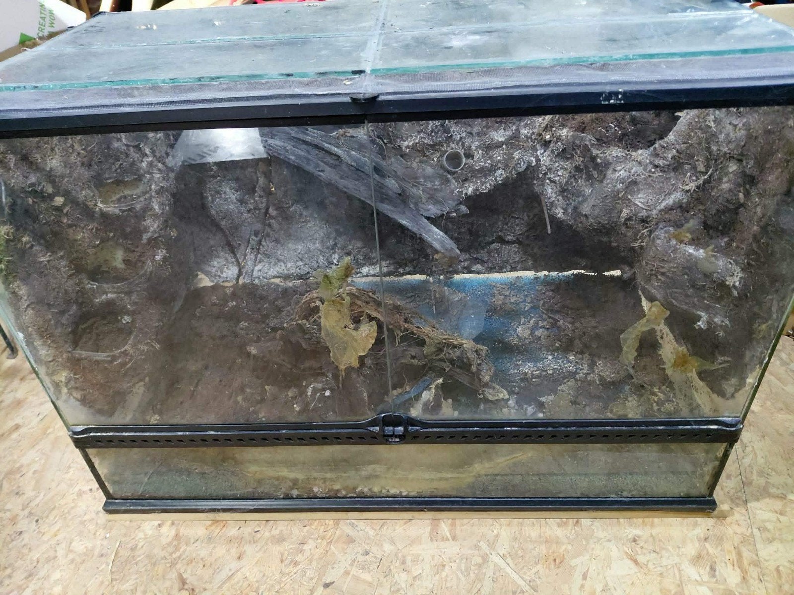 Terrarium, Enlèvement, Terrarium ou Paludarium
