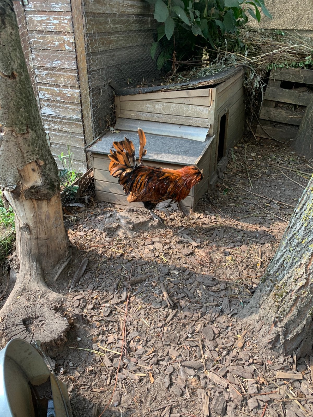 Padua haan, Dieren en Toebehoren, Mannelijk, Kip