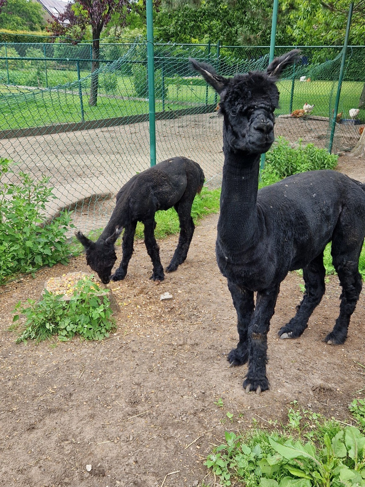 Dekhengst alpaca, Dieren en Toebehoren, Overige Dieren, Juni, Mannelijk