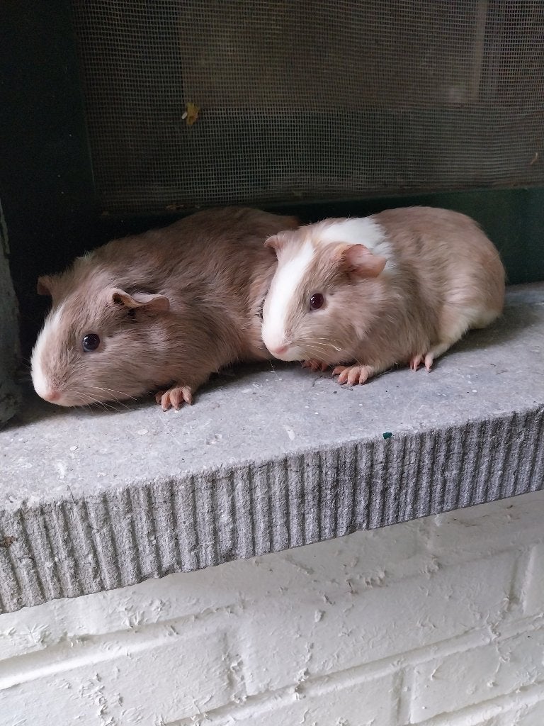 Cavia zeugjes, Dieren en Toebehoren, Cavia, April, Vrouwelijk, Tam
