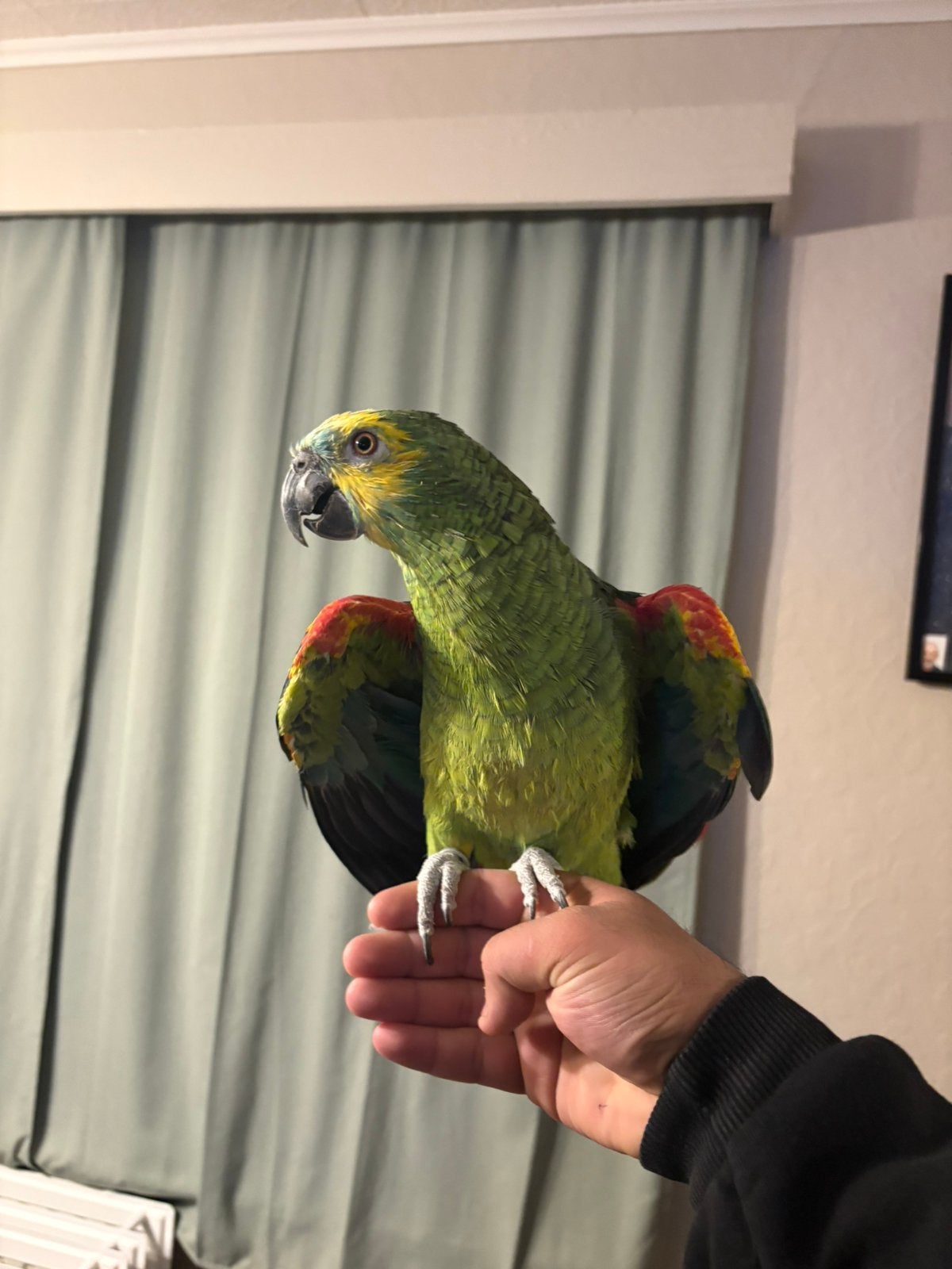 Amazone papegaai, Mâle, Perroquet, Parleur