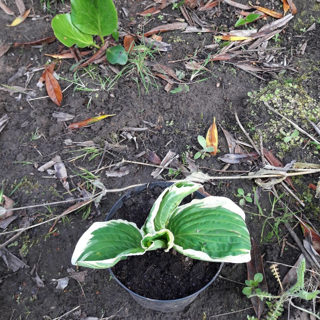 hosta vaste plant in pot, Ophalen, Zomer, Vaste plant