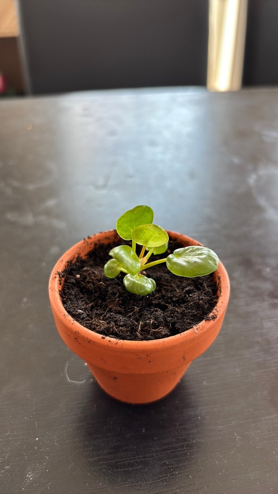 Stekje van een pannenkoekplant, Maison & Meubles, Plantes d'intérieur, Enlèvement