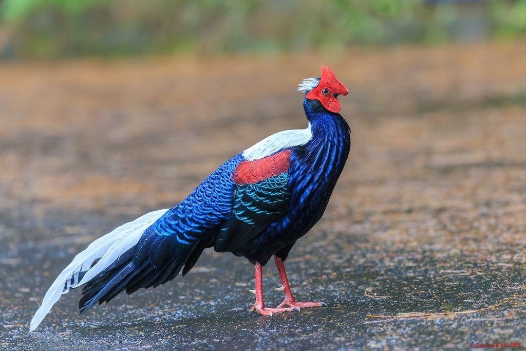 fazanten Swinghoe fazanten, Plusieurs animaux