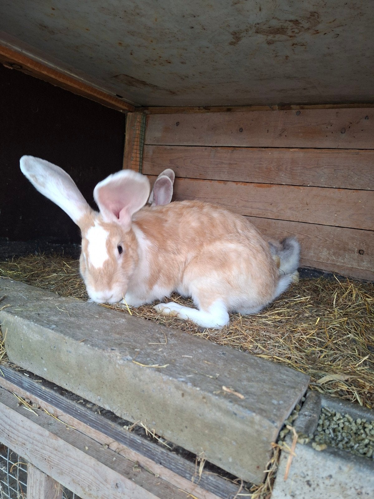 duitse reuzen te koop, Dieren en Toebehoren, Konijnen, Groot
