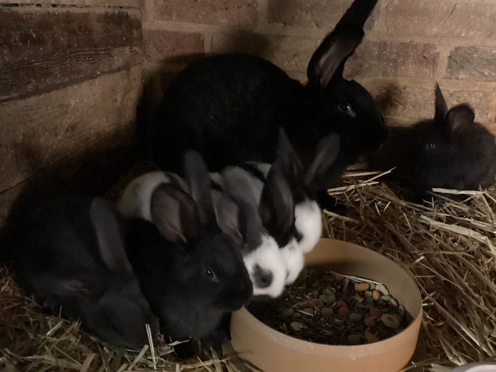 Reuzevlinder of lotharinger, Plusieurs animaux, Grand, 0 à 2 ans
