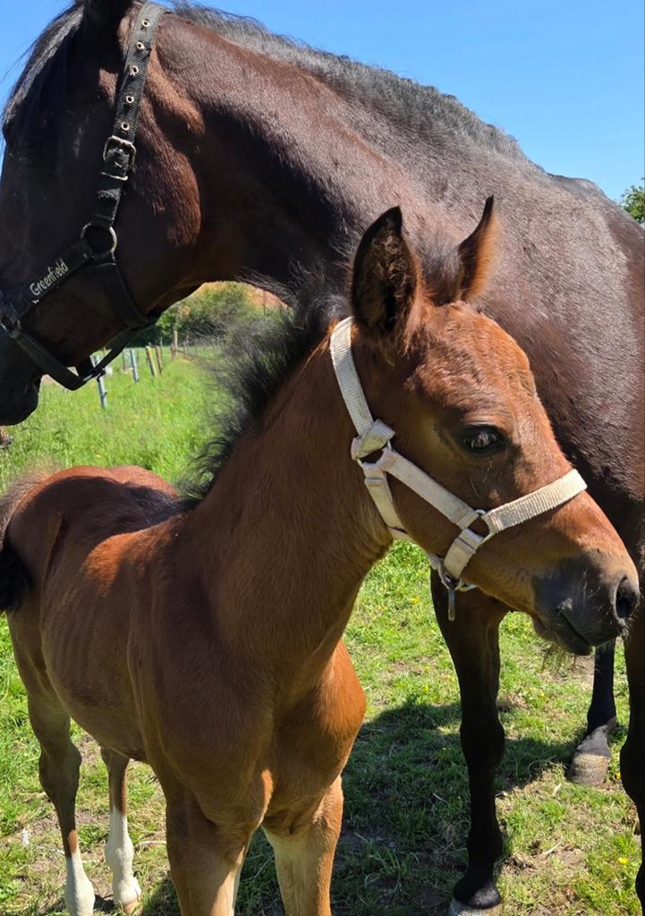 Lief merrieveulen quarab (arabier x quarter), Dieren en Toebehoren, Paarden
