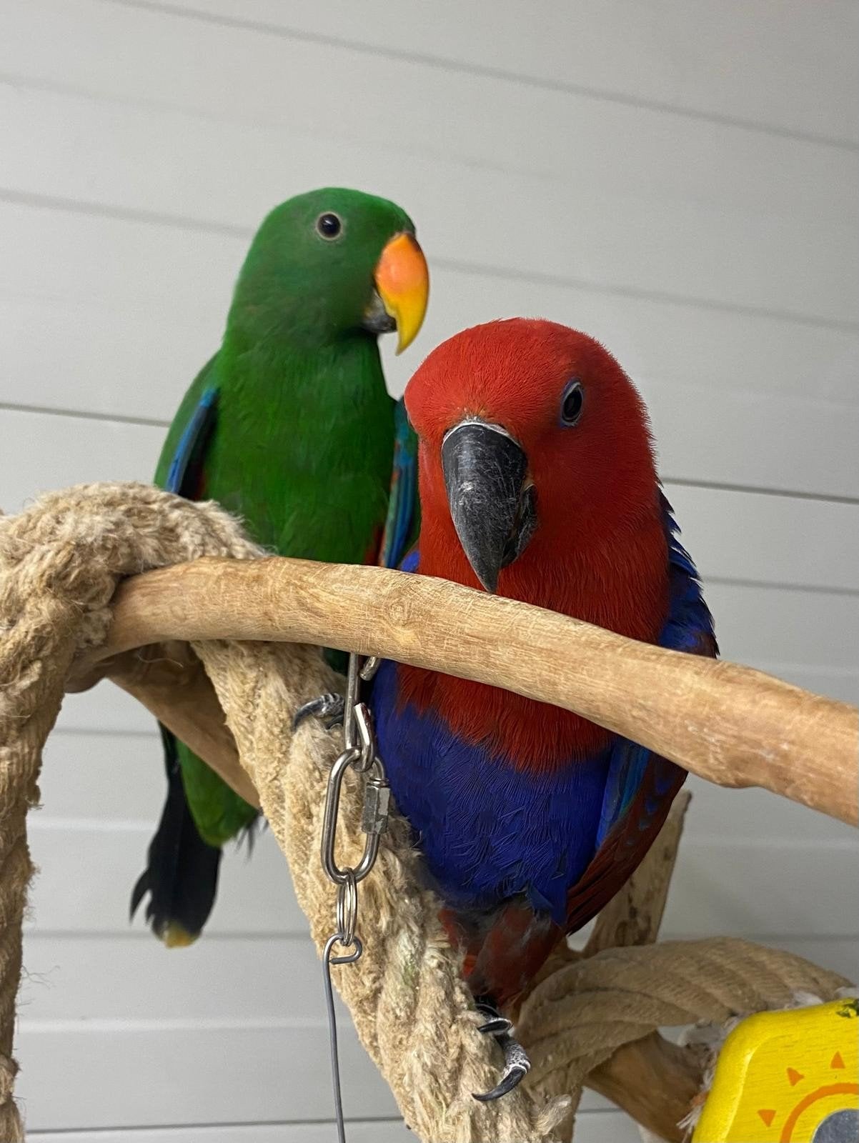 jonge tamme edelpapegaaien mmannen en popjes, Dieren en Toebehoren, Meerdere dieren, Papegaai, Tam
