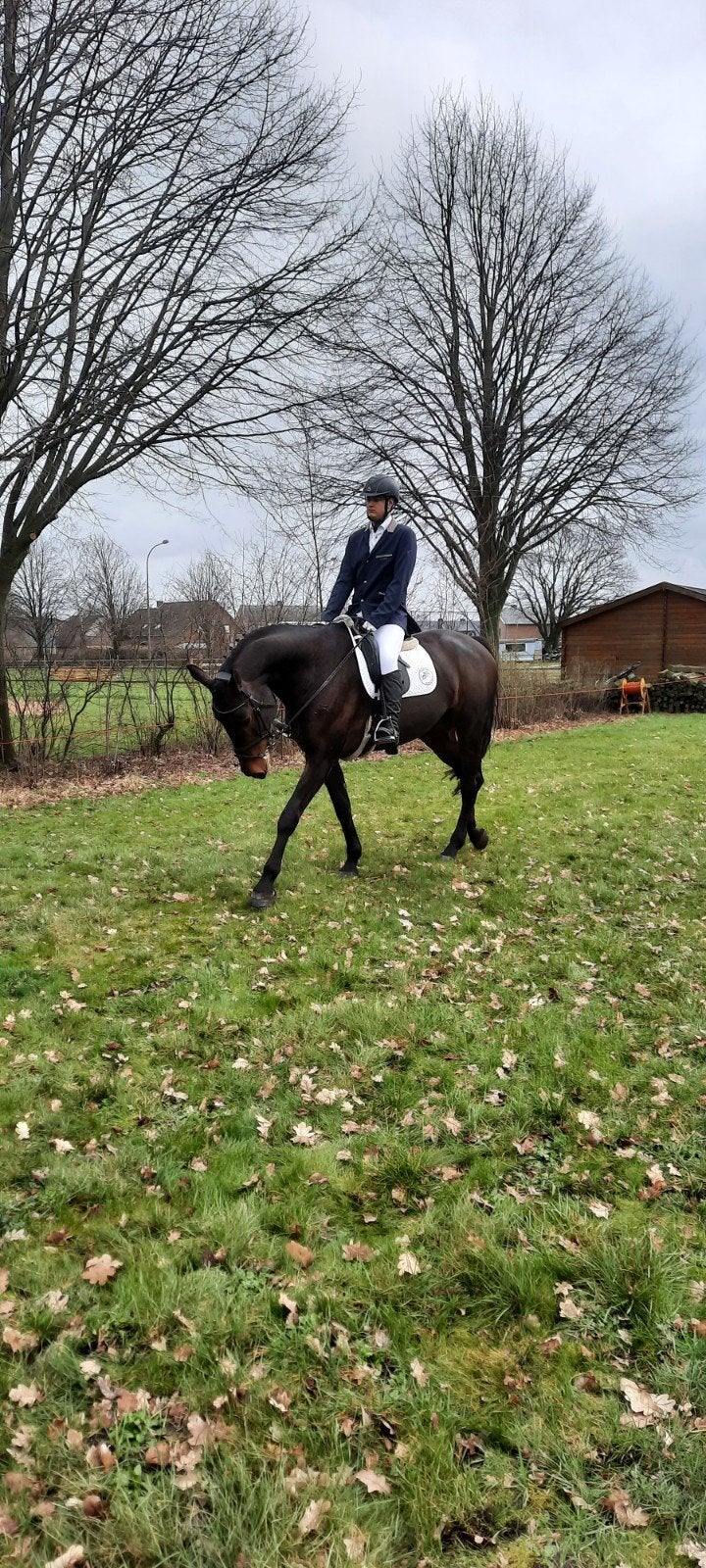Prachtige 12 j merrie te koop, Dieren en Toebehoren, Paarden, Merrie, B, 175 cm of meer, 11 jaar of ouder, Met stamboom, Gechipt