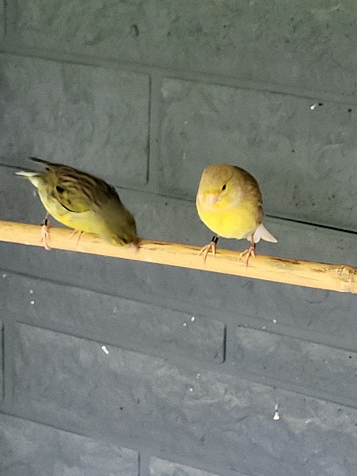 Spaanse timbrado kanaries, koppel. Heel mooie zang, Bagué