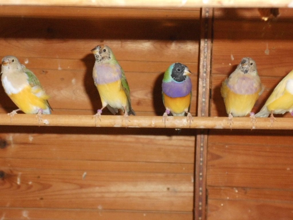 vogel, Dieren en Toebehoren, Vogels | Parkieten en Papegaaien