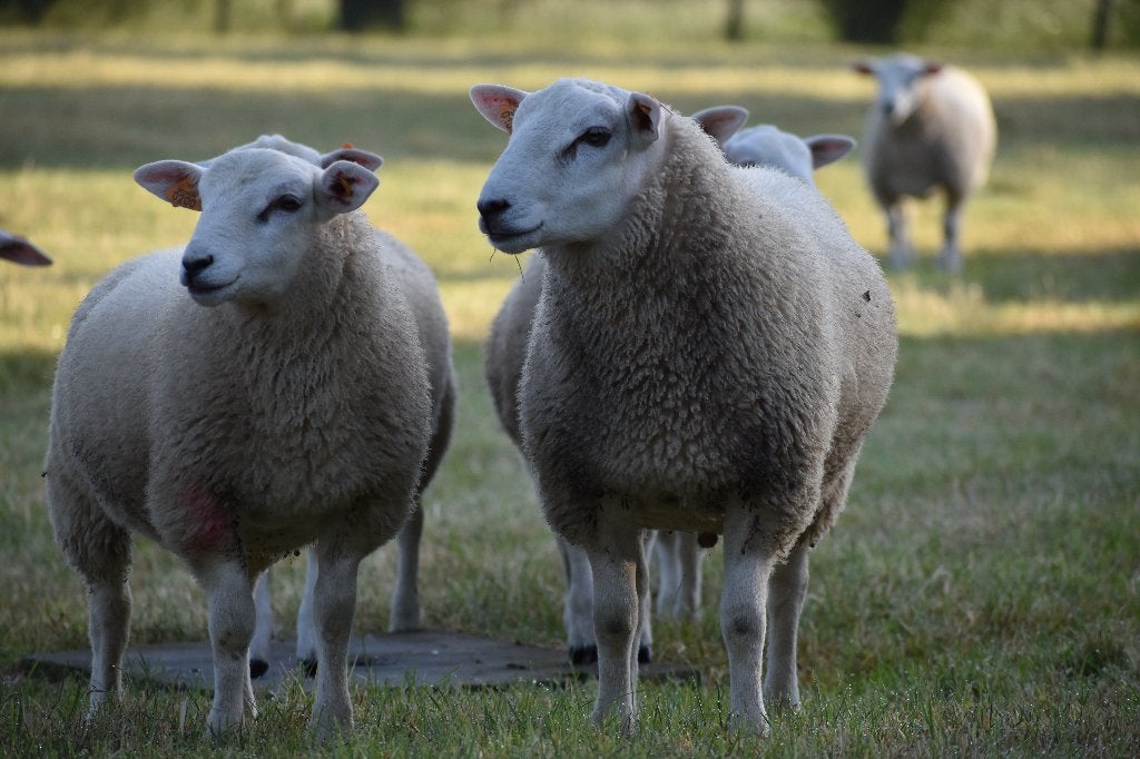 swifter stamboek ram, Dieren en Toebehoren, Schapen, Geiten en Varkens, Schaap, Mannelijk, 0 tot 2 jaar