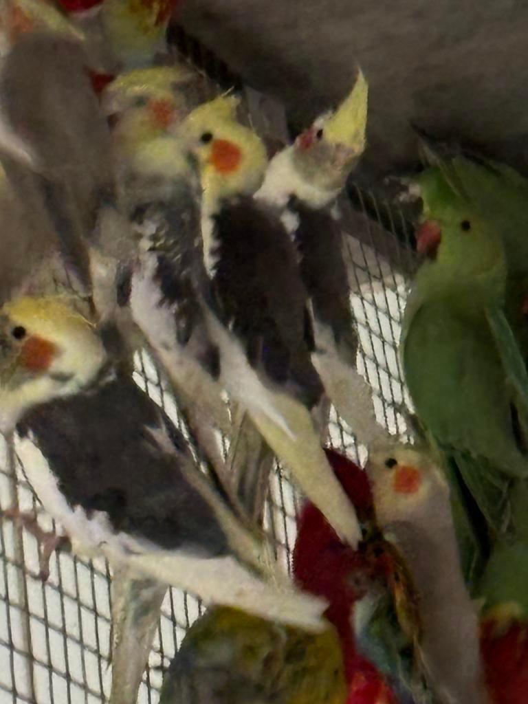 Parkieten , kanaries en exoten, Dieren en Toebehoren, Vogels | Parkieten en Papegaaien