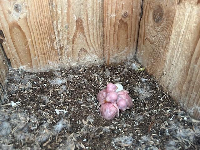 halsbandparkietjes voor handopfok, Parkiet