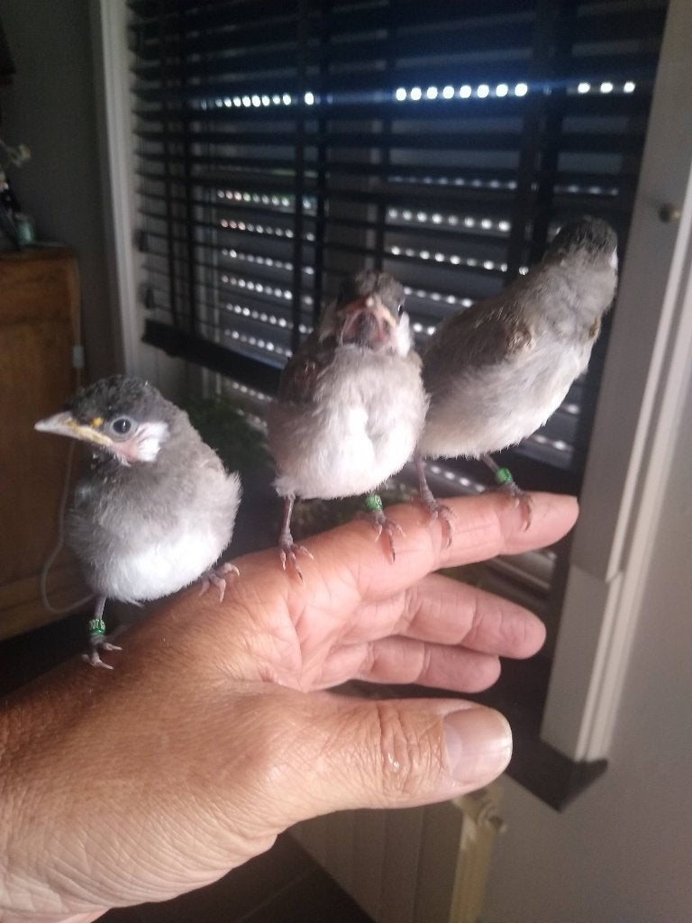 Handopfok witoorbuulbuuls, Dieren en Toebehoren, Vogels | Overige Vogels, Meerdere dieren, Tropenvogel, Tam
