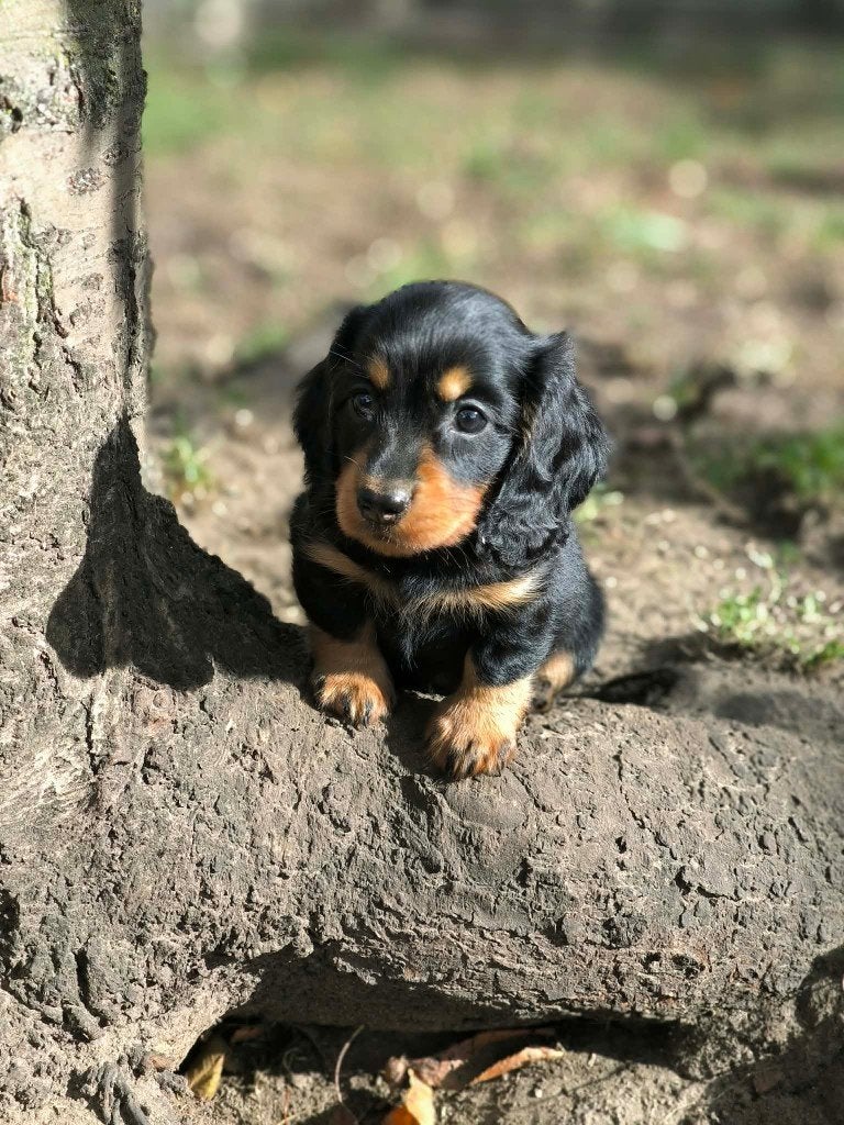 prachtige teckel pups bij ons geboren!!, België, CDV (hondenziekte), 8 tot 15 weken, Dwerg