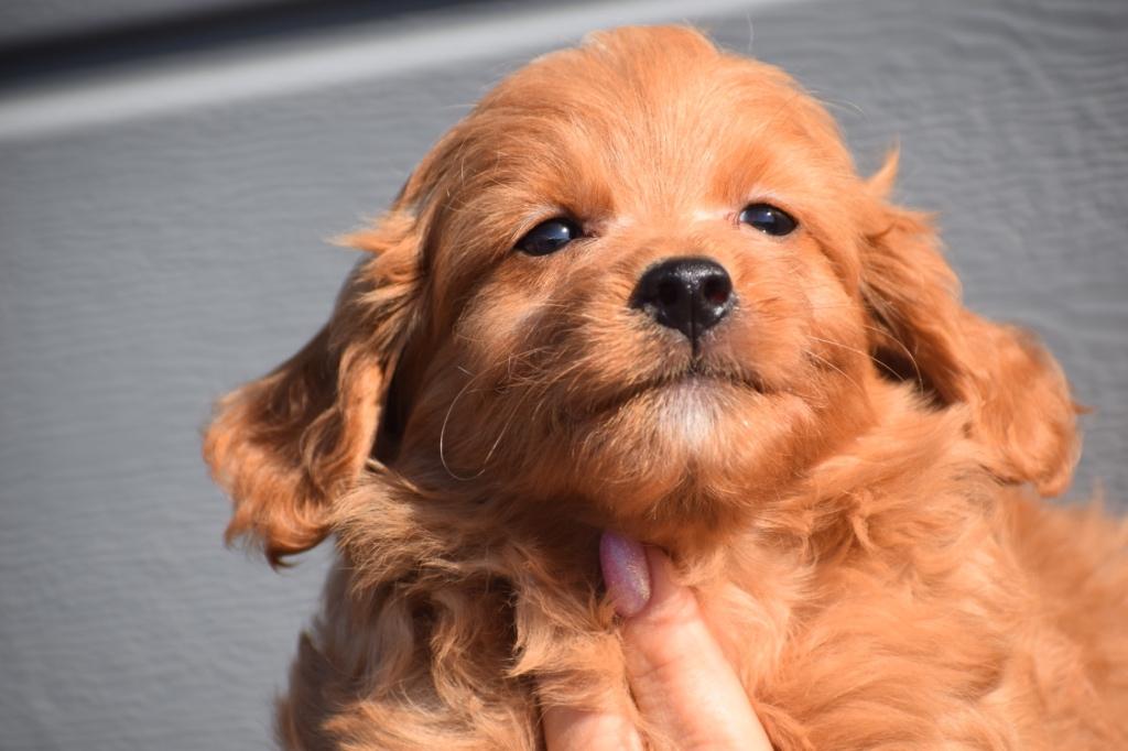 Maltipoo pups alle kleuren, Dieren en Toebehoren, België, Overige rassen, 8 tot 15 weken, Parvo
