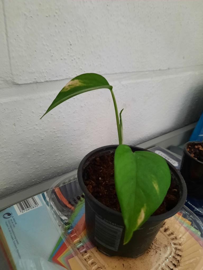 Epipremnum aureum stekje, Overige soorten, In pot, Minder dan 100 cm, Groene kamerplant