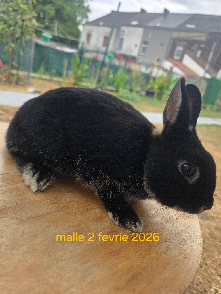 Lapin nain petit disp sur charleroi, Animaux & Accessoires, Femelle, Petit