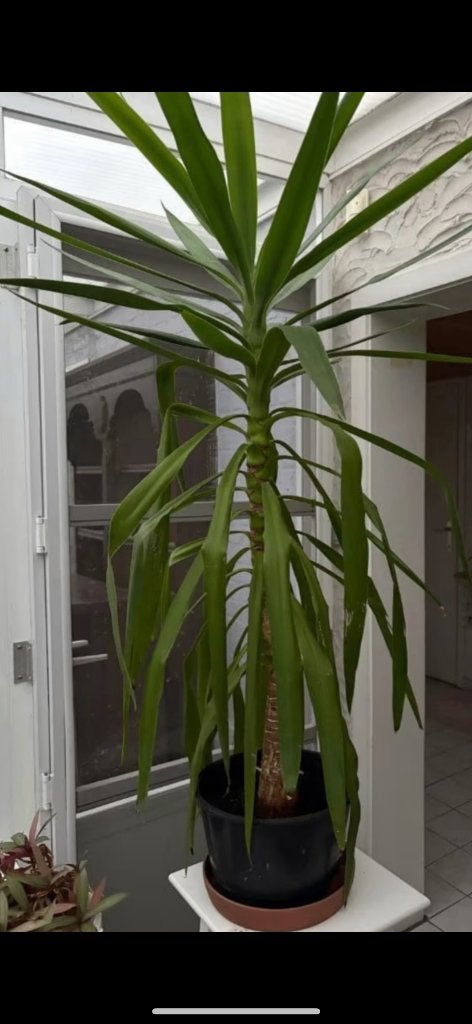 Yucca, Vaste plant, Bloeit niet, Halfschaduw, Ophalen
