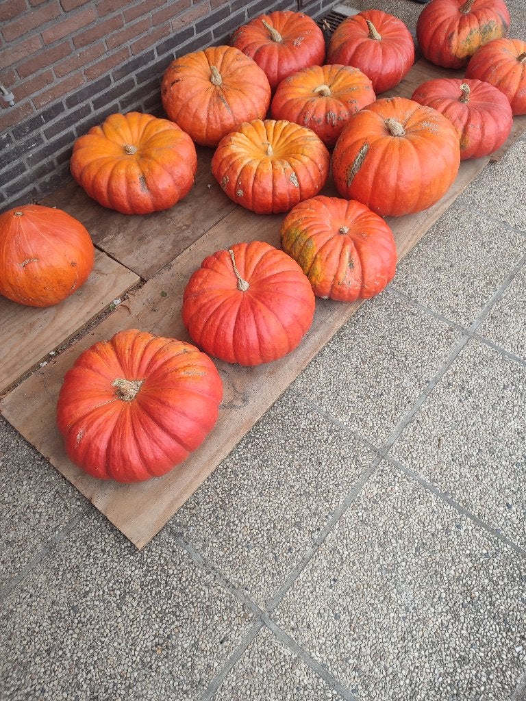 Pompoenen, Ophalen