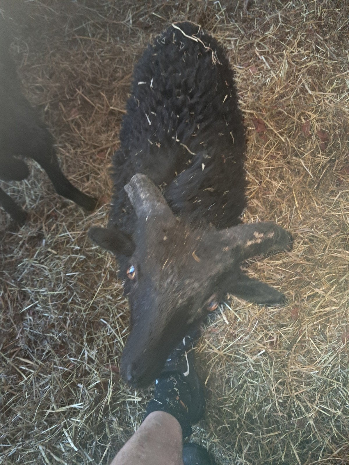 ouessant bokjes, Dieren en Toebehoren, Schapen, Geiten en Varkens