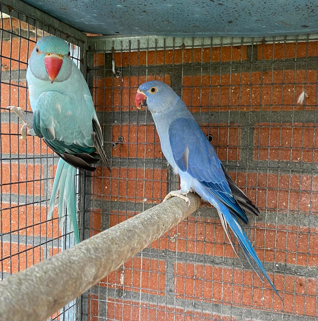 Perruches a Collier couple, Animaux & Accessoires, Plusieurs animaux, Perruche, Bagué
