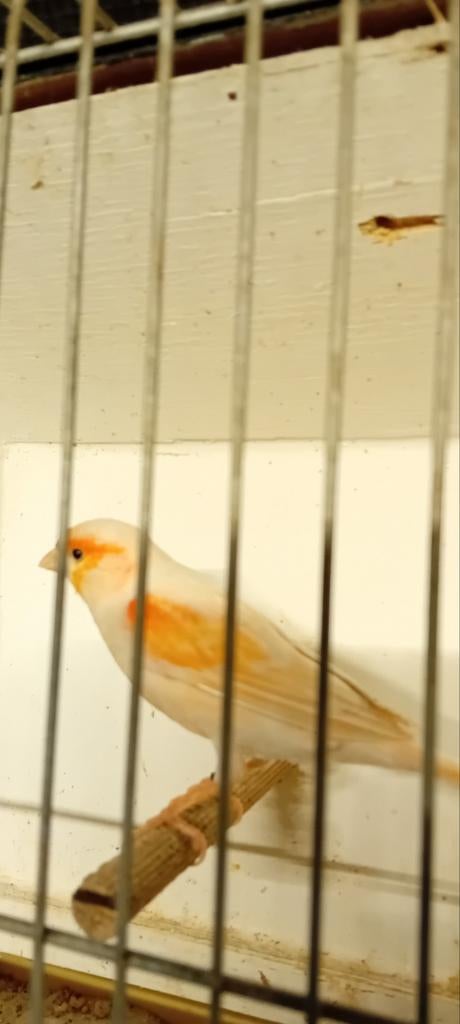 Koppel harlekijn kanaries, Dieren en Toebehoren