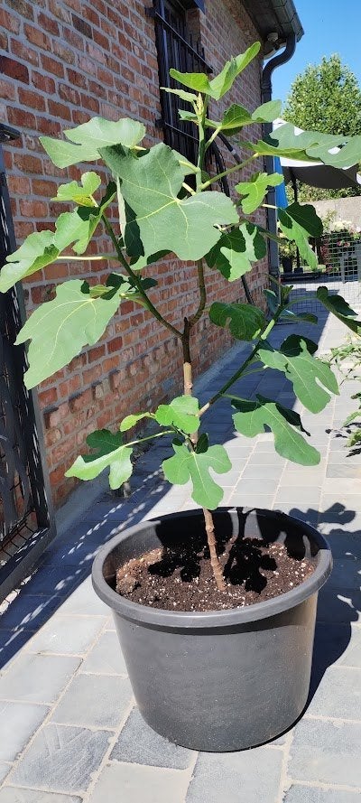 vijgenboom, Tuin en Terras, Planten | Fruitbomen, Ophalen, Volle zon, In pot, Vijgenboom